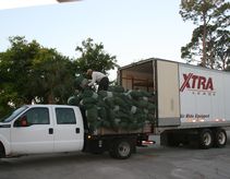 The Champion Bermuda grass arrives early and is loaded onto a truck to take out on the course.